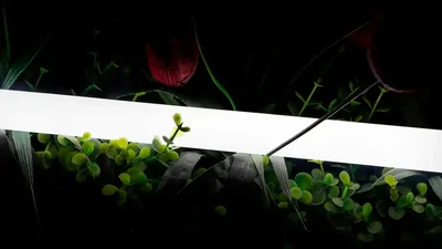 Лента 360° светодиодная неоновая 2835, 360 LED/м, 16 Вт/м, 24В , IP66, Цвет: Нейтральный белый, 013284