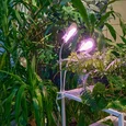 ULT-P35M-15W/SPLE/TM IP40 WHITE LEAF Светильник для растений светодиодный с таймером, на прищепке. Спектр для фотосинтеза