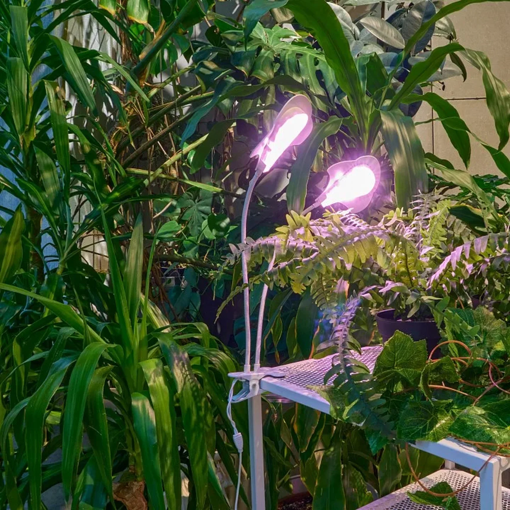 ULT-P35M-15W/SPLE/TM IP40 WHITE LEAF Светильник для растений светодиодный с таймером, на прищепке. Спектр для фотосинтеза