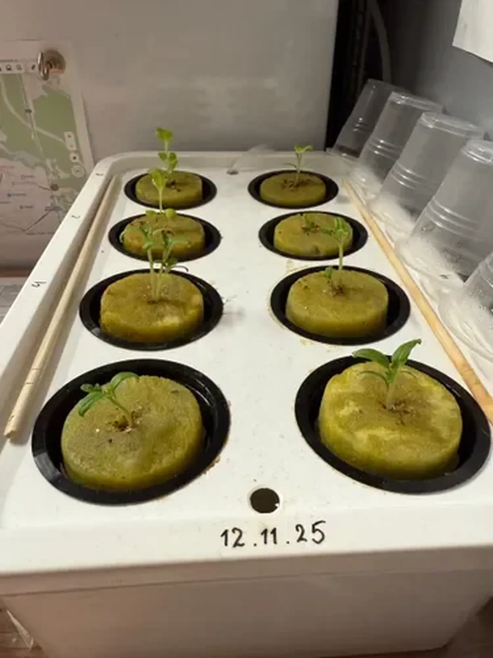 Фото из отзыва