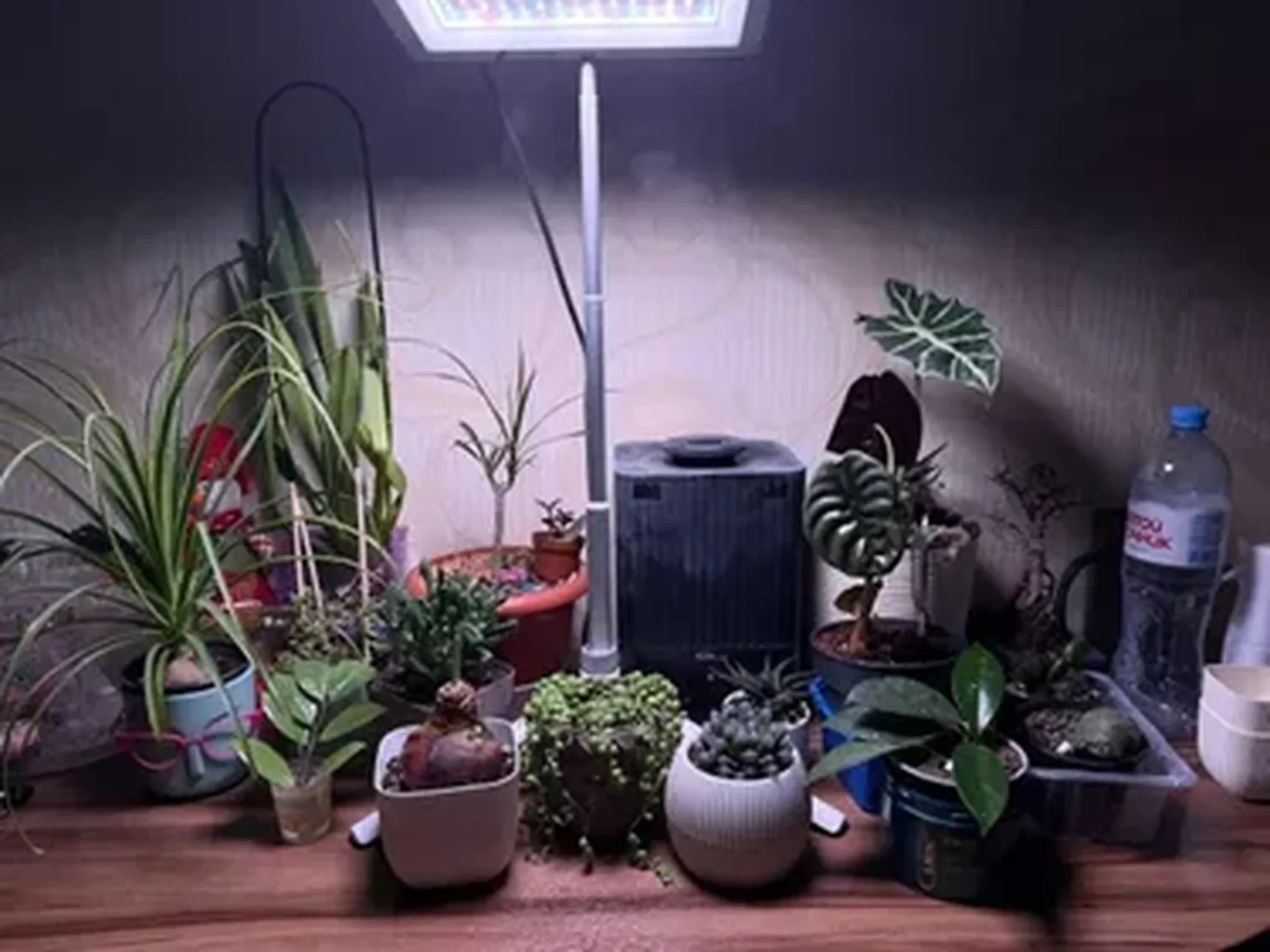 Фото из отзыва